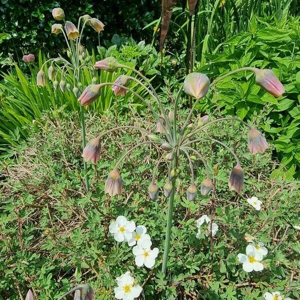 Allium siculum Blodyn