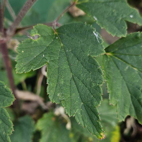 Eriocapitella hupehensis Blad