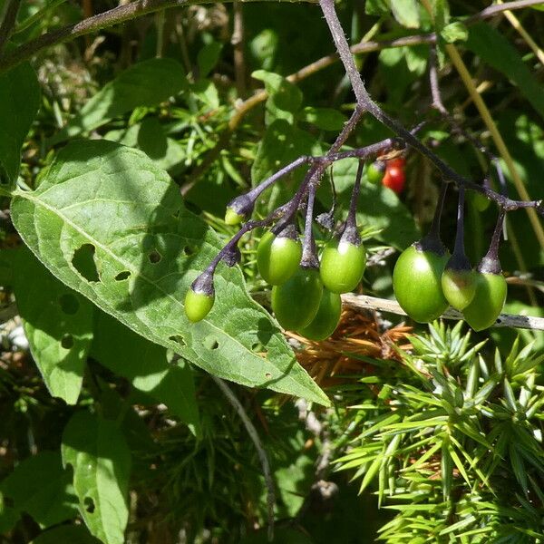 Solanum dulcamara Folio