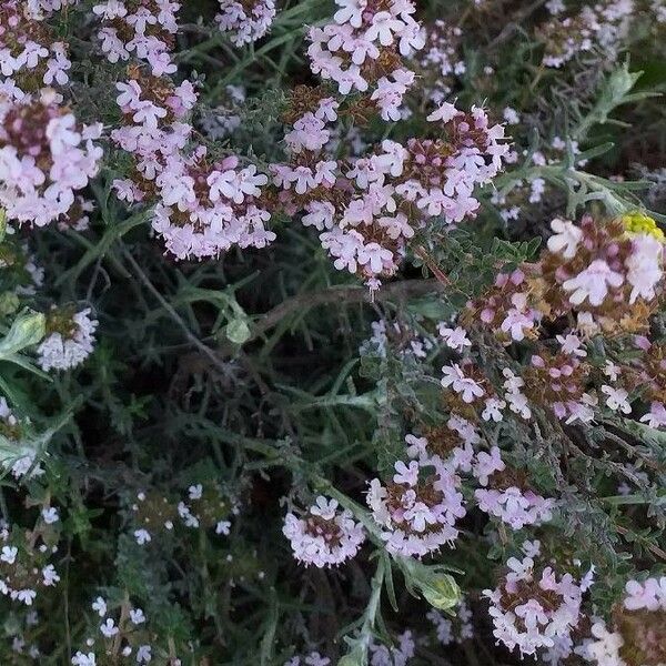 Thymus vulgaris Blomma