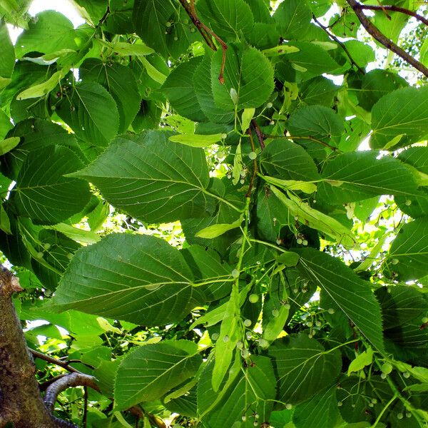 Tilia americana Blad