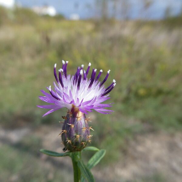 Centaurea aspera ফুল