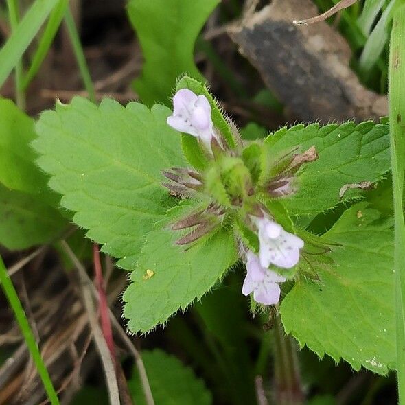 Stachys arvensis Virág