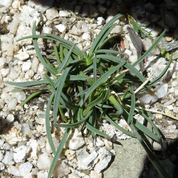 Dianthus siculus Агульны выгляд