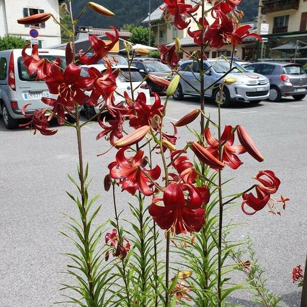 Lilium speciosum Fiore