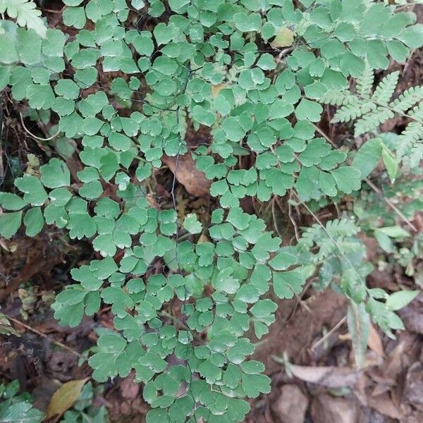 Adiantum raddianum Хабит