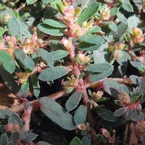 Euphorbia maculata Lehti