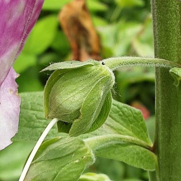 Digitalis thapsi Meyve