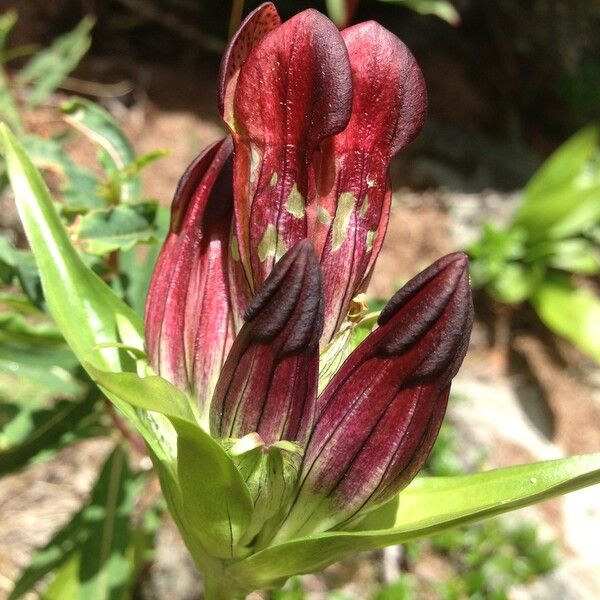 Gentiana purpurea Frucht