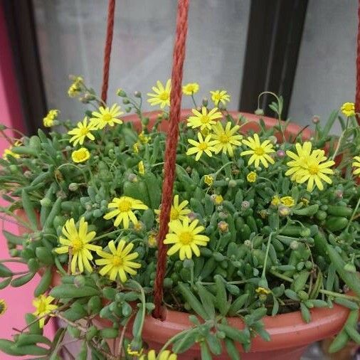 Crassothonna capensis Flower