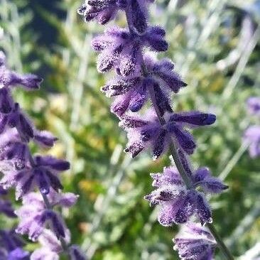 Perovskia atriplicifolia Floare