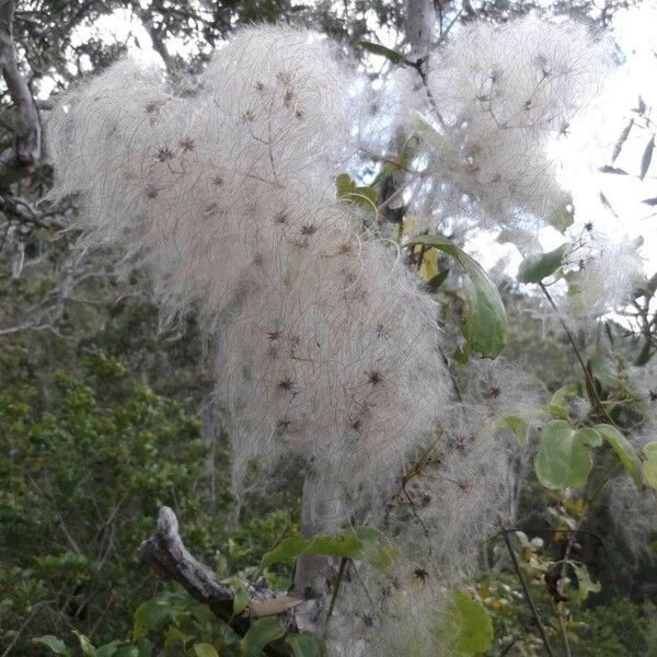 Clematis pickeringii Fruit