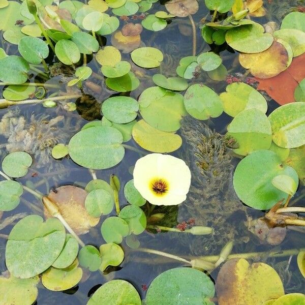 Hydrocleys nymphoides Fleur