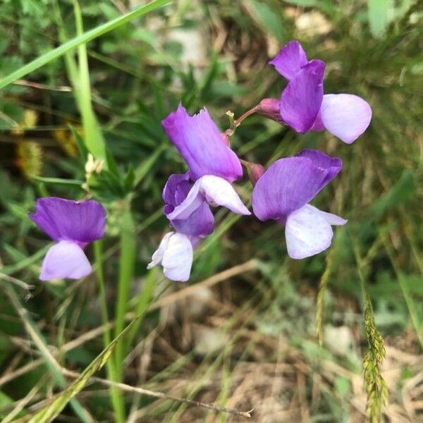 Lathyrus filiformis Çiçek