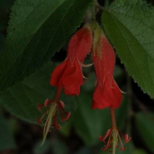 Helicteres guazumifolia Kvet