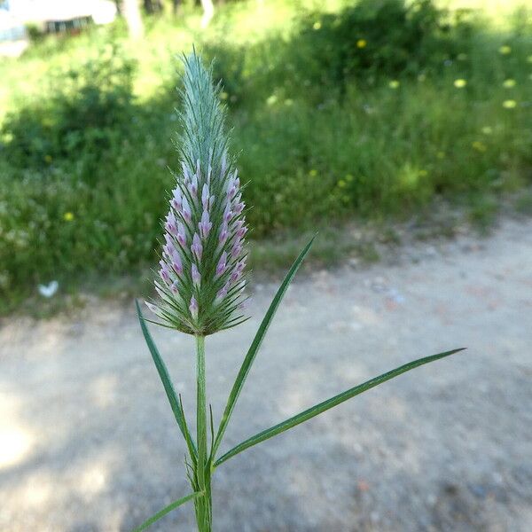 Trifolium angustifolium Flower