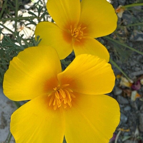 Eschscholzia caespitosa Virág