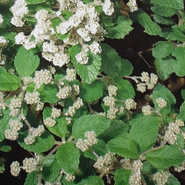 Bystropogon canariensis Flor