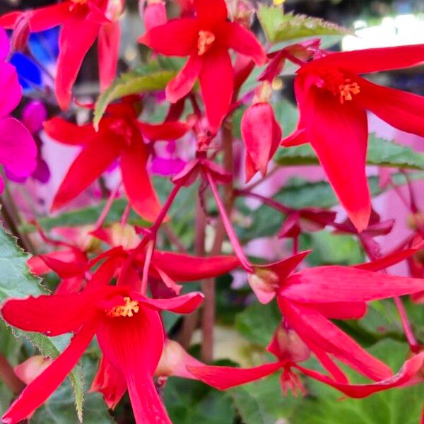 Begonia boliviensis Flor