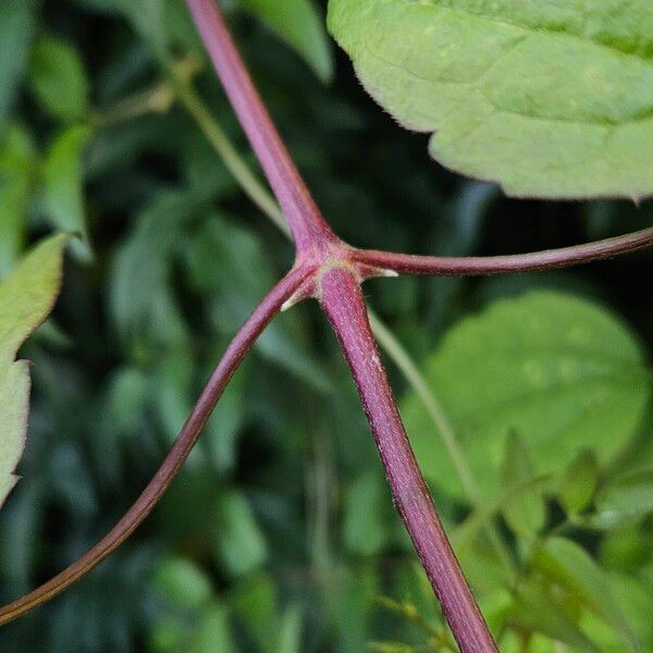 Clematis virginiana Escorça