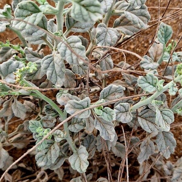 Heliotropium longiflorum Leaf