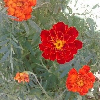 Tagetes patula ফুল