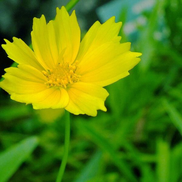 Coreopsis lanceolata Flower