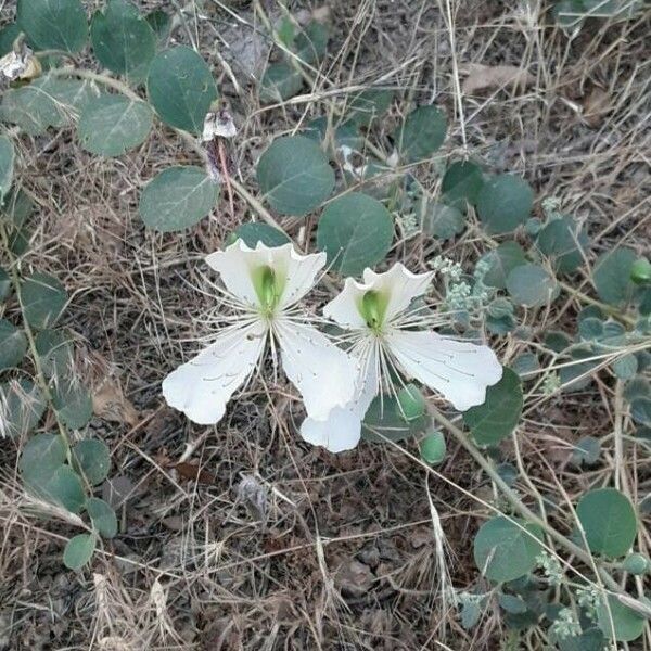 Capparis spinosa Blomma