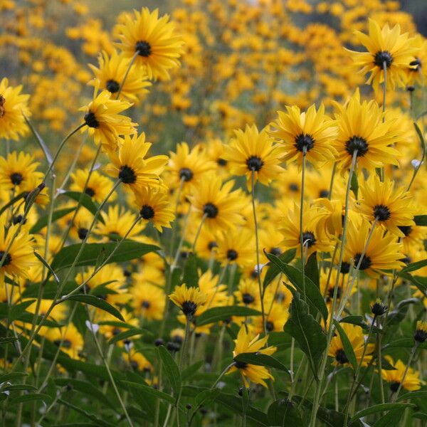 Helianthus pauciflorus Flower