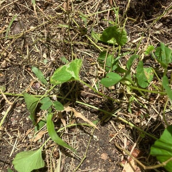 Ipomoea lacunosa 葉