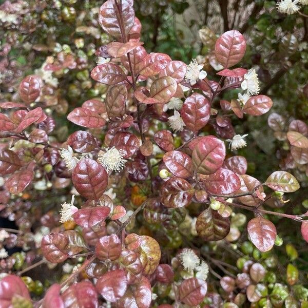 Lophomyrtus bullata Levél