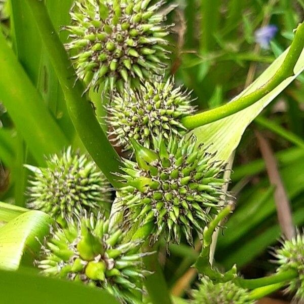 Sparganium erectum Fruit