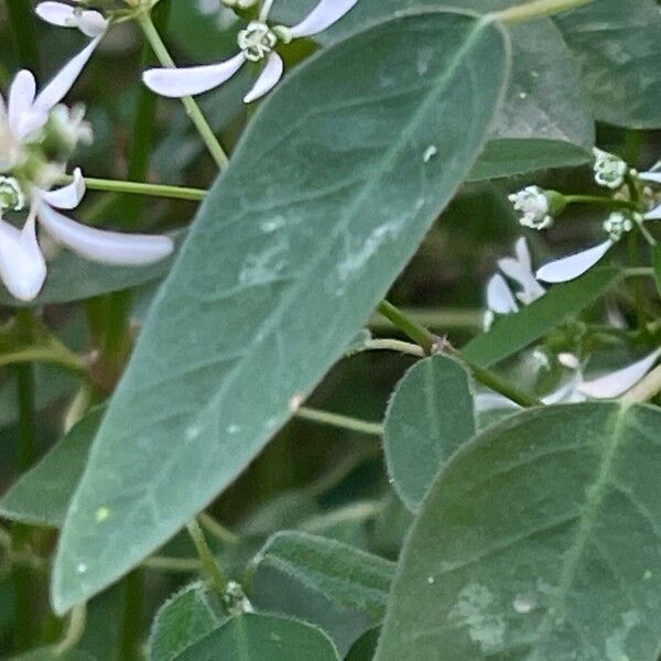 Euphorbia hypericifolia Levél