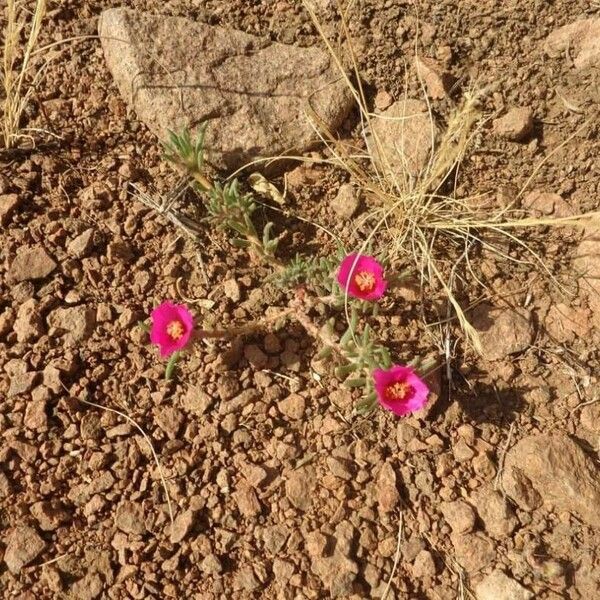 Portulaca pilosa Blomst