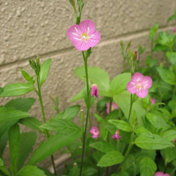 Oenothera rosea Цветок