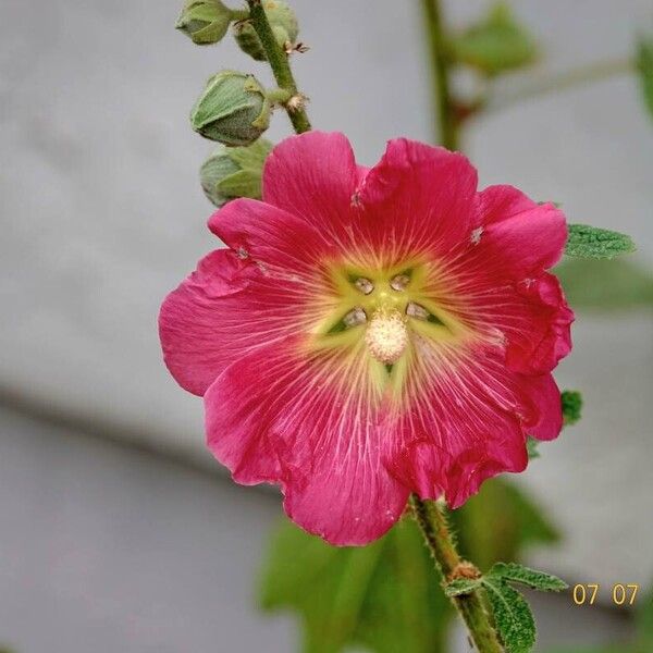 Alcea setosa Anders