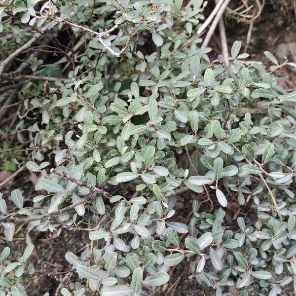 Salix glauca Habitus