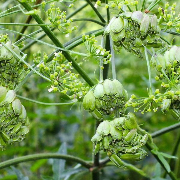 Heracleum sphondylium ফল