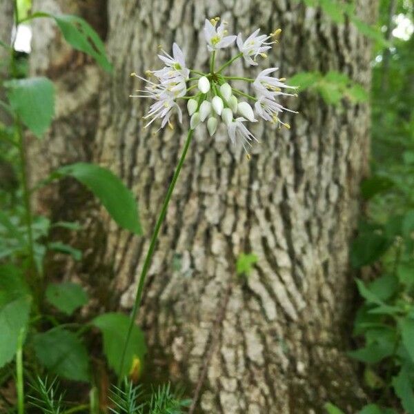 Allium cernuum 花