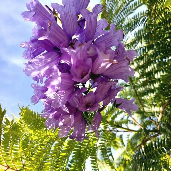 Jacaranda mimosifolia Blomst