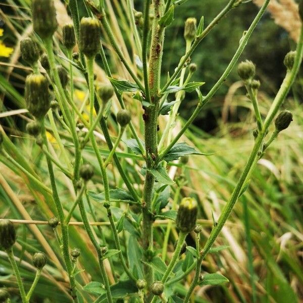 Hieracium umbellatum Escorça