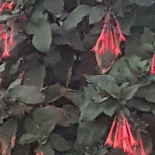 Fuchsia fulgens ফুল