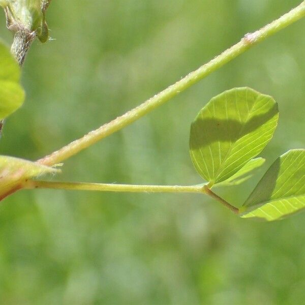 Trifolium campestre 形态