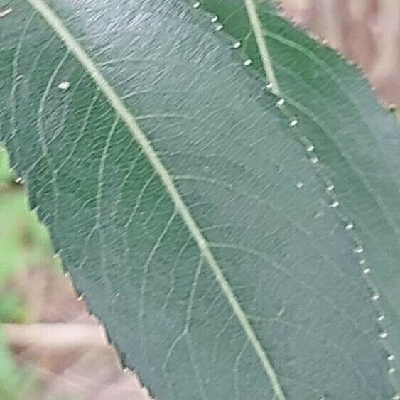 Salix pentandra পাতা