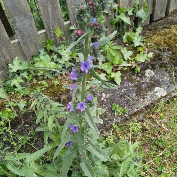 Echium vulgare Flower