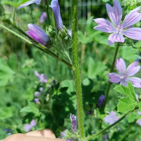 Malva sylvestris Écorce