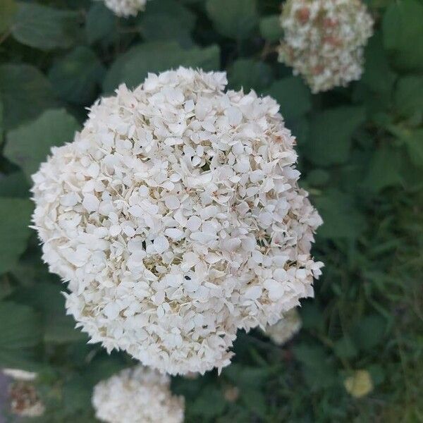 Hydrangea arborescens Žiedas