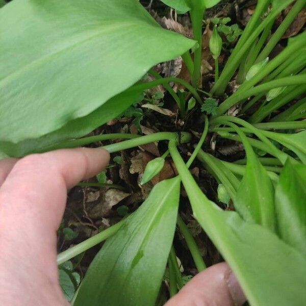 Allium ursinum Leaf