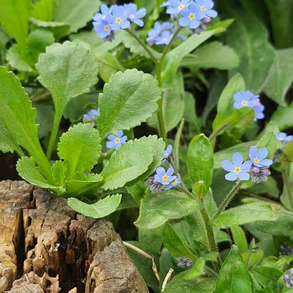 Myosotis alpestris Blomma