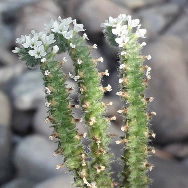 Heliotropium europaeum Fiore